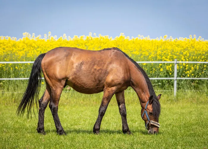 Seelust Rose Apartment *